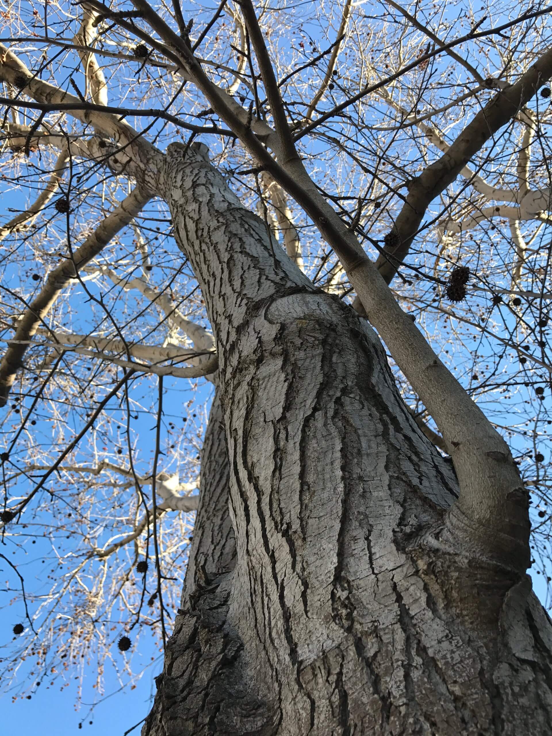 Tree reach for the sky