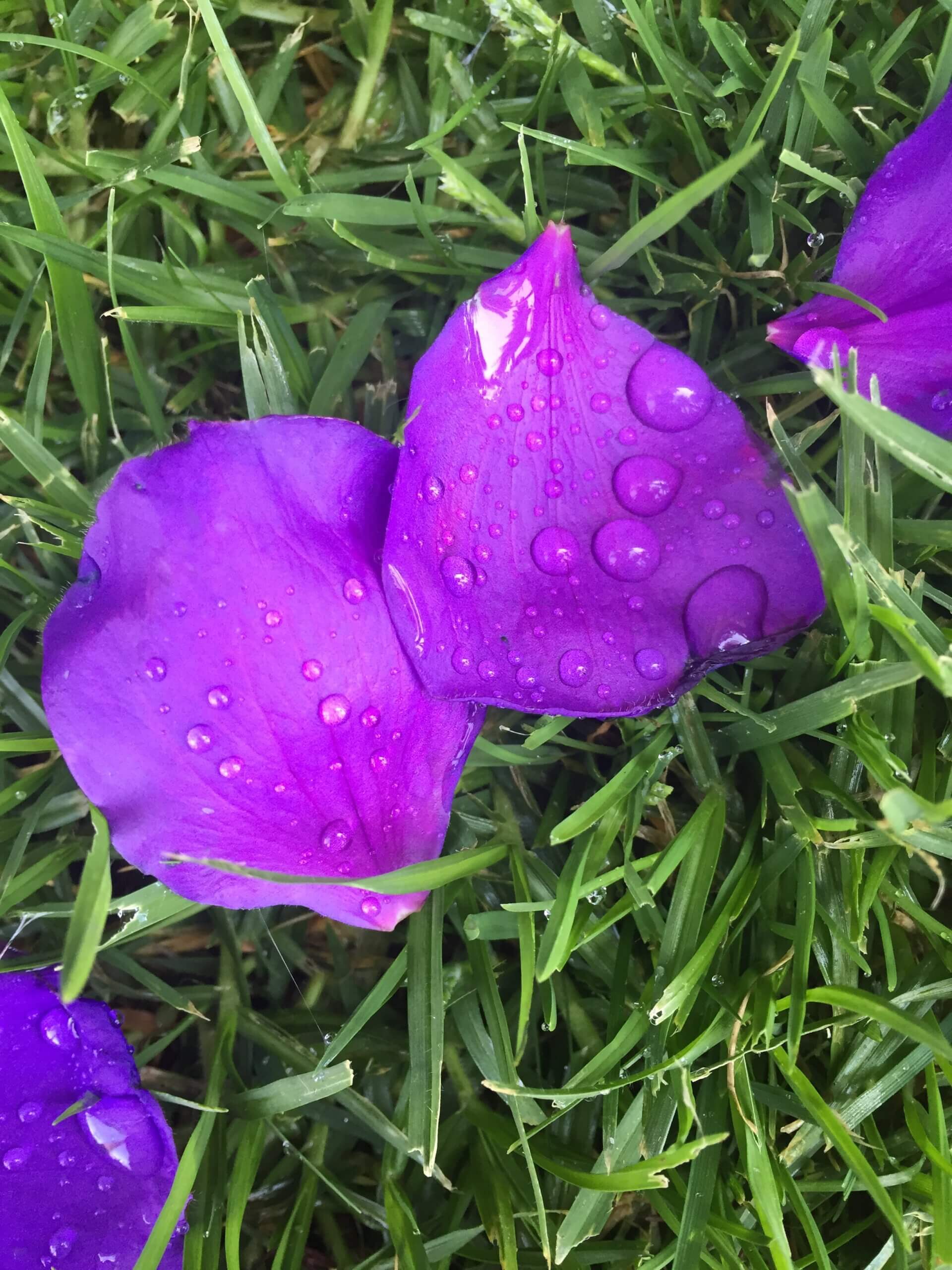 Macro photography rose petal water droplets